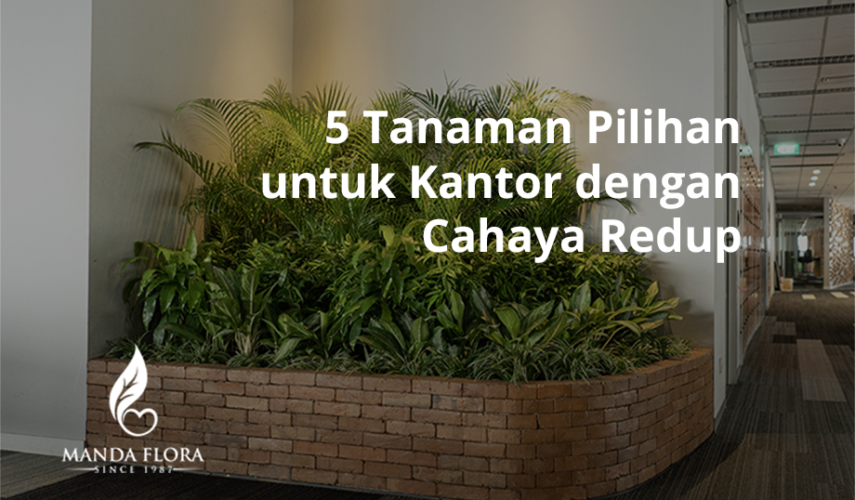 tanaman indoor