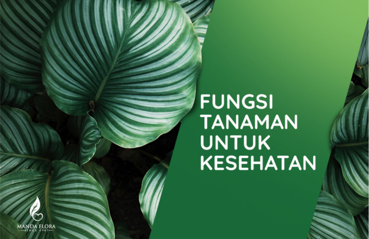 fungsi tanaman untuk kesehatan