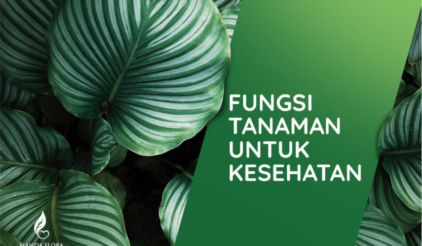 fungsi tanaman untuk kesehatan