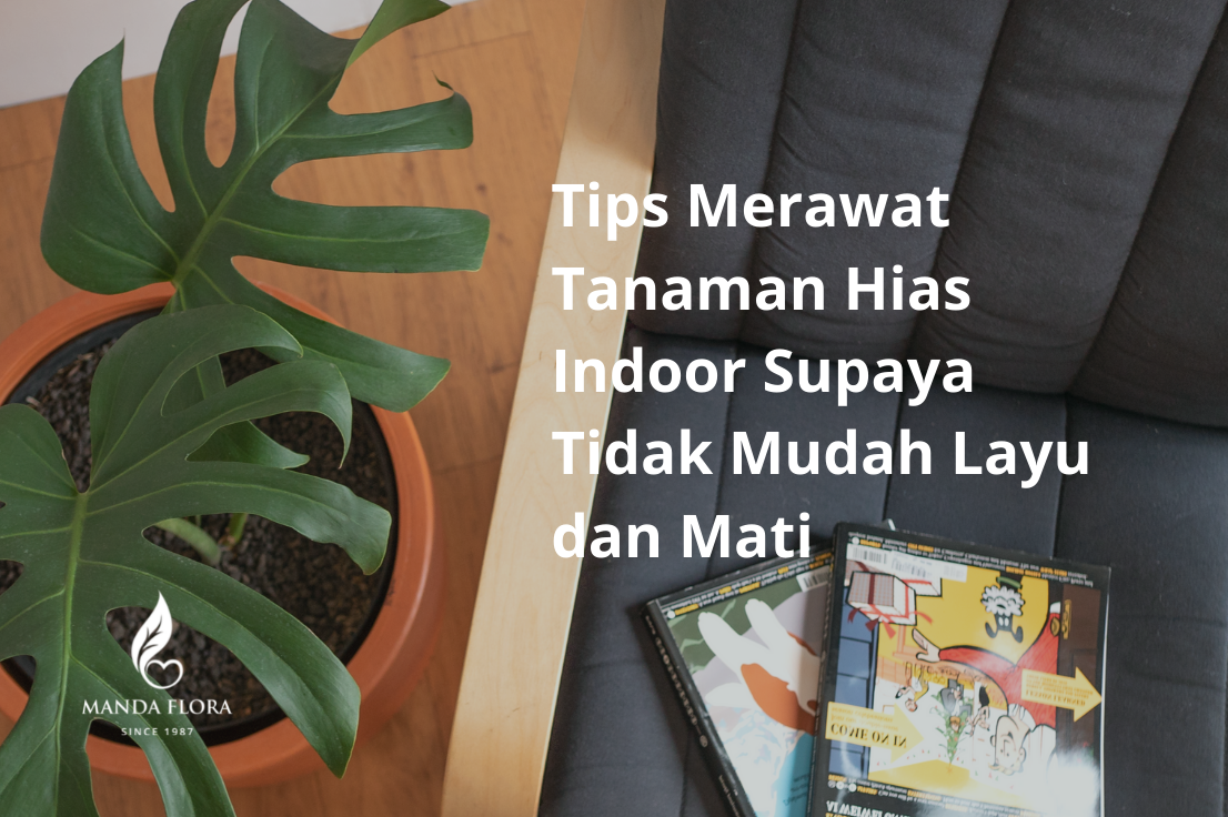 Tips Merawat Tanaman Hias Indoor Teras Mandaflora Hot Sex Picture