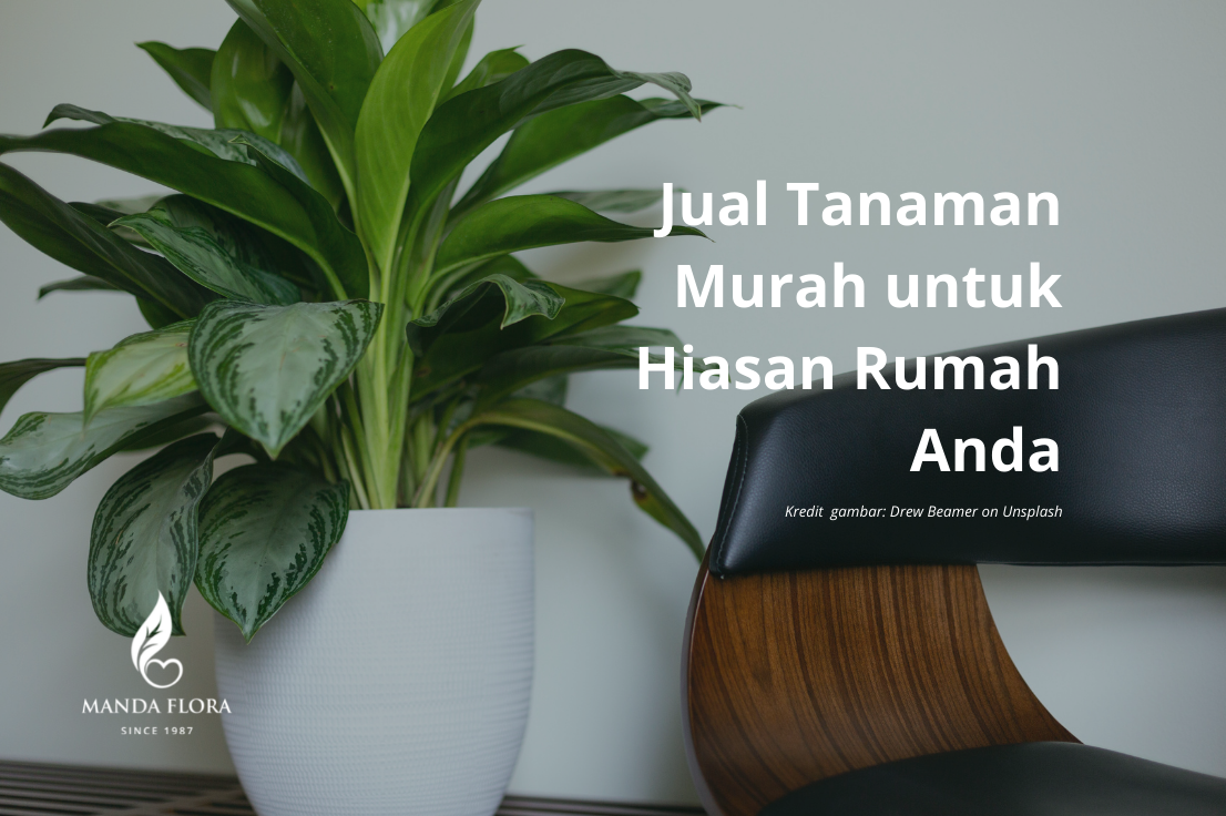 Jual Tanaman Murah Untuk Hiasan Rumah Anda - Mandaflora