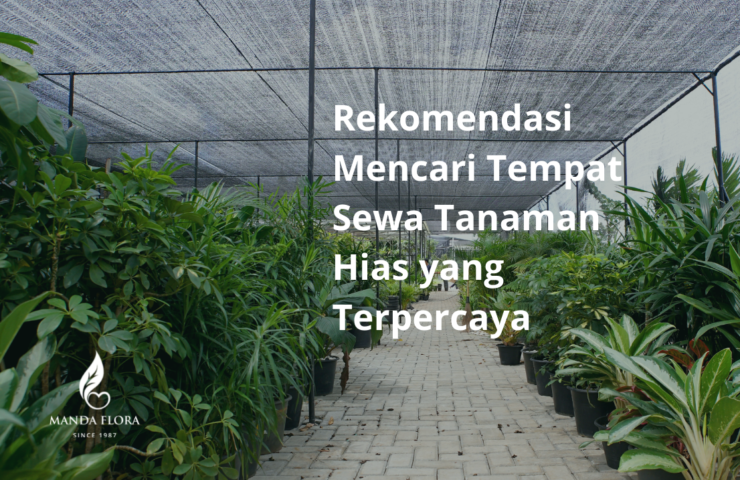 rekomendasi tempat sewa tanaman hias yang terpercaya