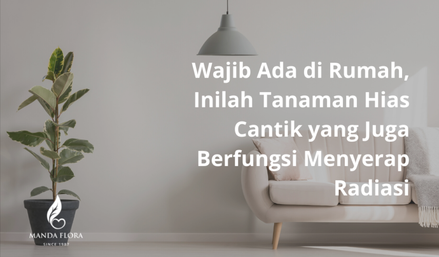 tanaman hias cantik
