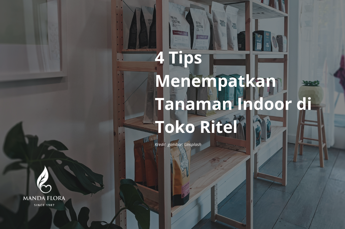 4 Tips Menempatkan Tanaman Indoor di Toko Ritel - Mandaflora