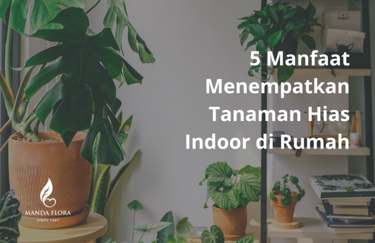 tanaman hias indoor