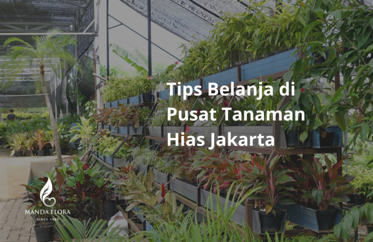 pusat tanaman hias jakarta