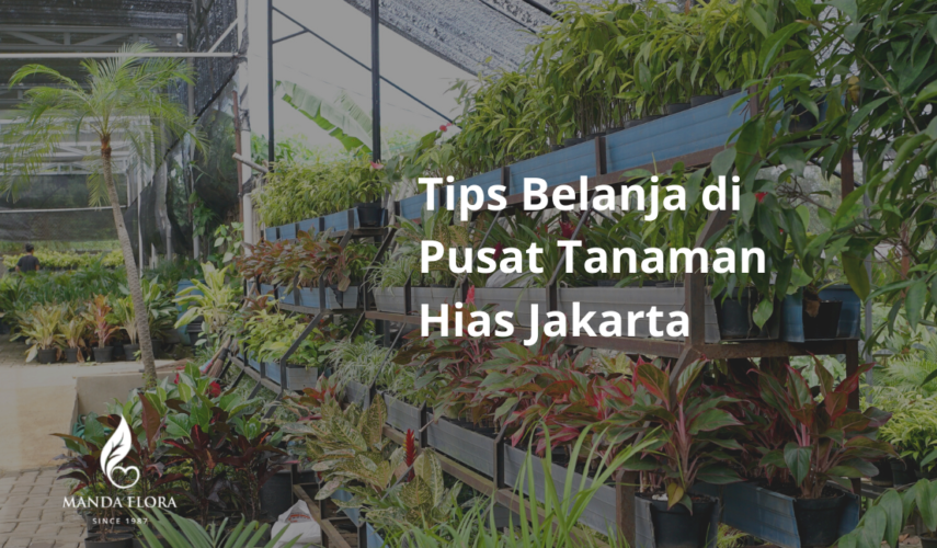 Tips Belanja Di Pusat Tanaman Hias Jakarta - Mandaflora