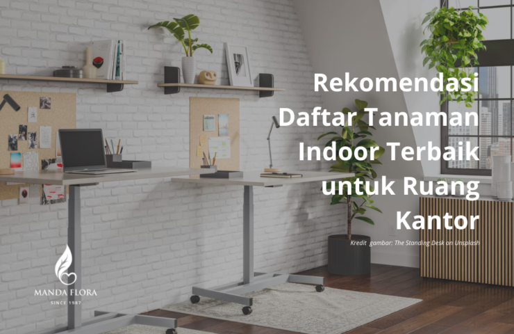 tanaman indoor terbaik