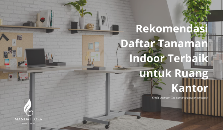 tanaman indoor terbaik
