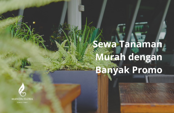 sewa tanaman murah
