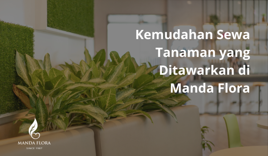 sewa tanaman