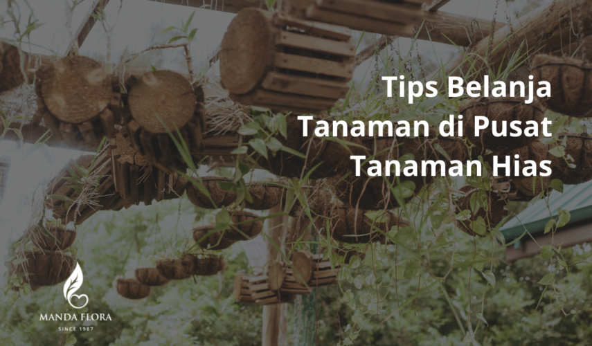pusat tanaman hias