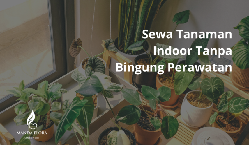 sewa tanaman indoor