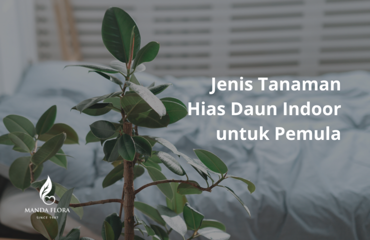 tanaman hias daun indoor