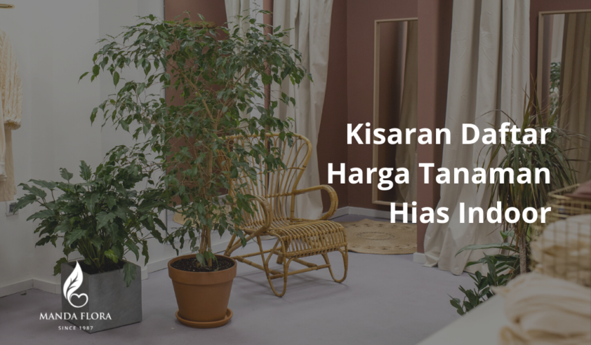 tanaman hias indoor