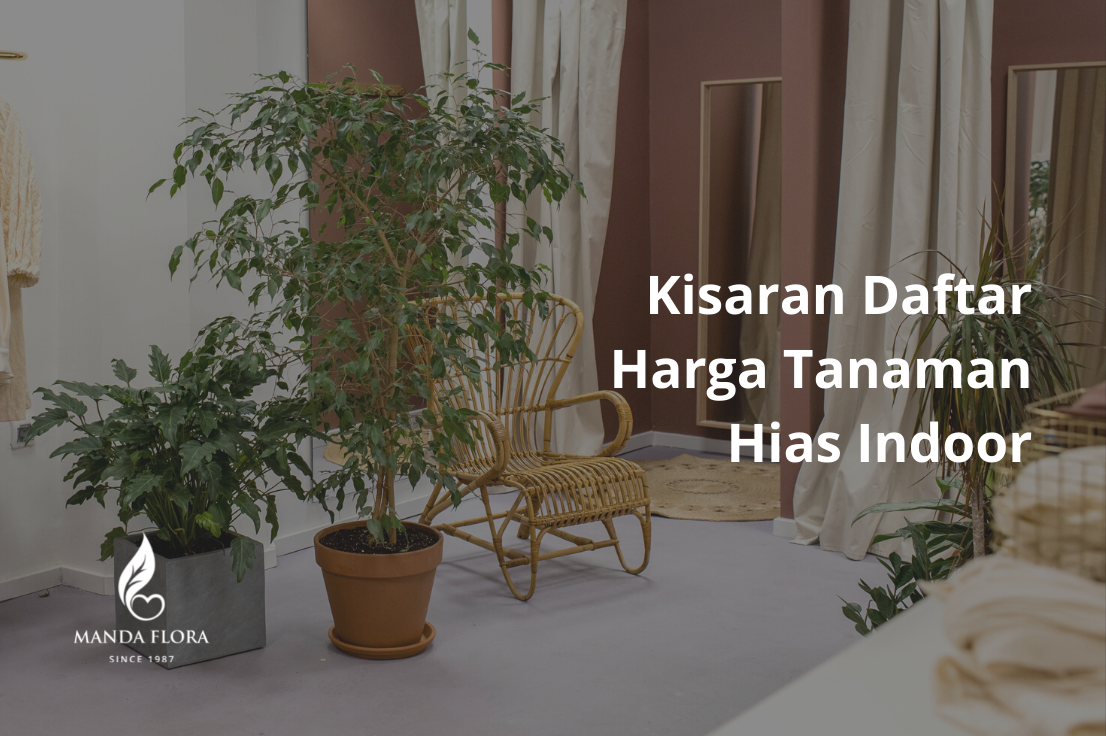 Kisaran Daftar Harga Tanaman Hias Indoor - Mandaflora