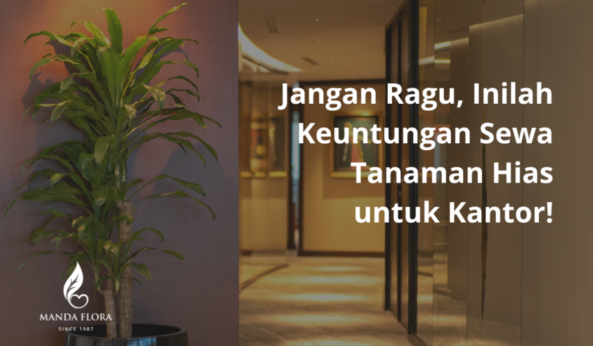 sewa tanaman kantor