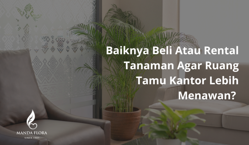 beli atau rental tanaman