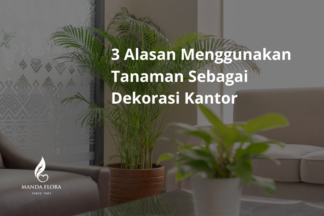 3 Alasan Menggunakan Tanaman Sebagai Dekorasi Kantor | Manda Flora