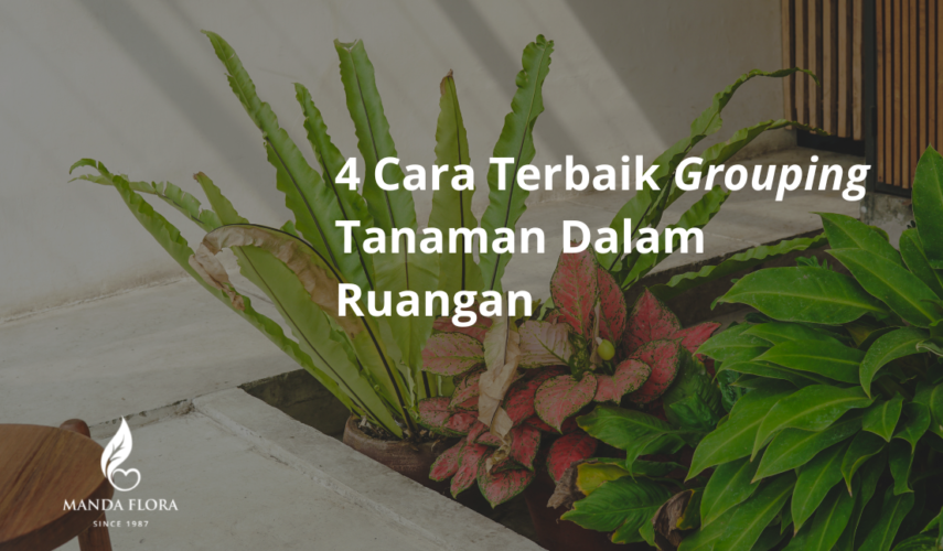 Cara Terbaik Grouping Tanaman Dalam Ruangan