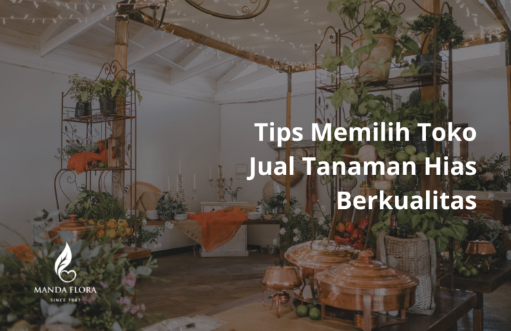 jual tanaman hias