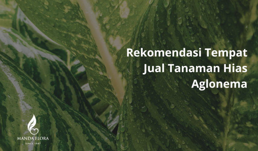 jual tanaman