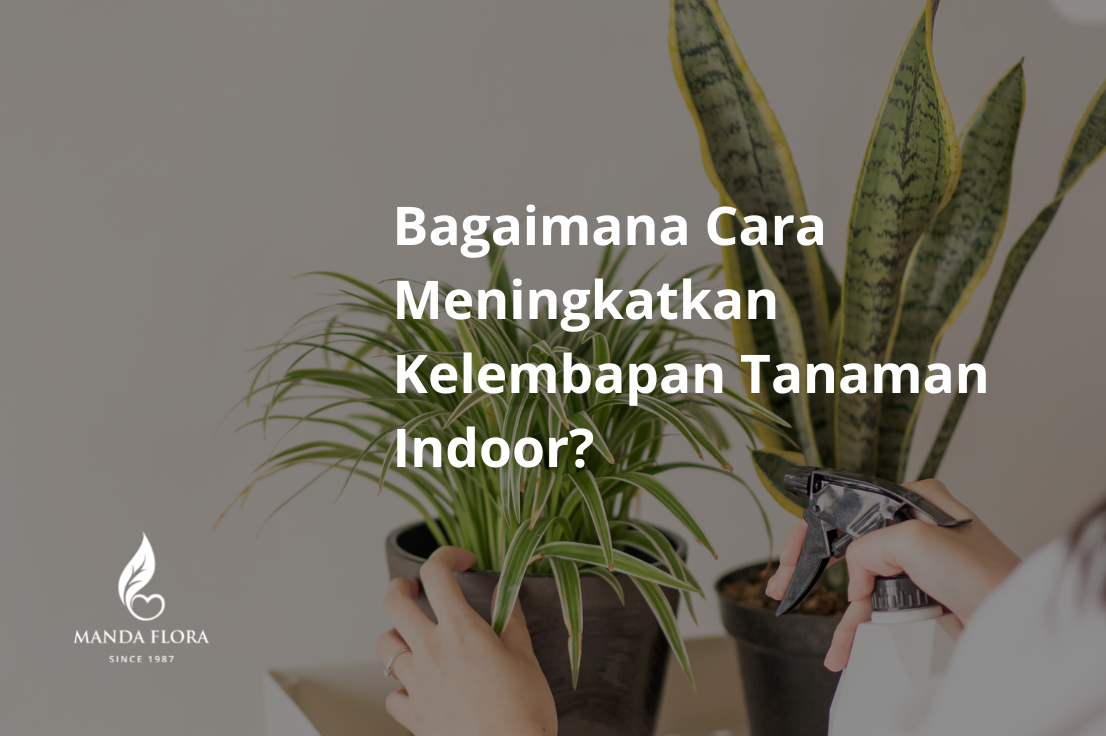 Humidity tanaman tray kelembapan satu ruangan hias menjaga pebble merawat meningkatkan lepek dengan pebbles menempatkan kerikil salah berisi