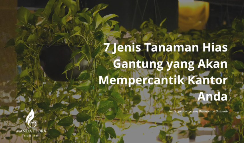 7 Jenis Tanaman Hias Gantung Yang Akan Mempercantik Kantor Anda