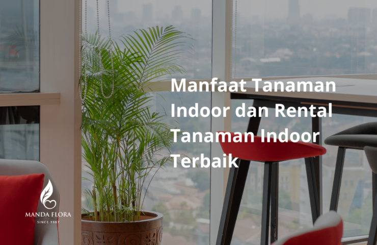 rental tanaman indoor