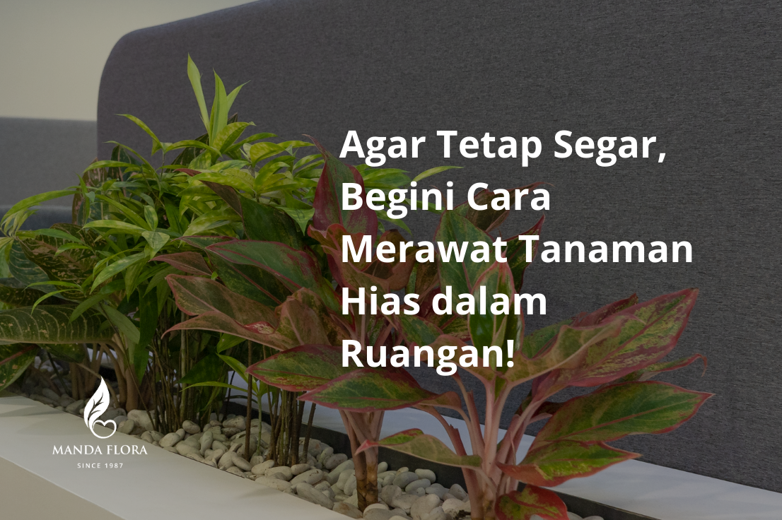 Agar Tetap Segar, Begini Cara Merawat Tanaman Hias Dalam Ruangan