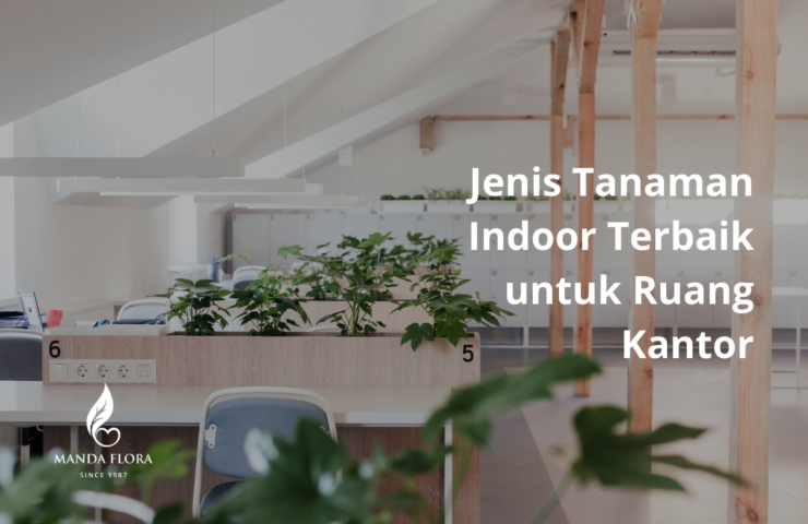 tanaman indoor terbaik