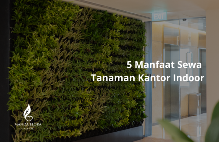 sewa tanaman kantor
