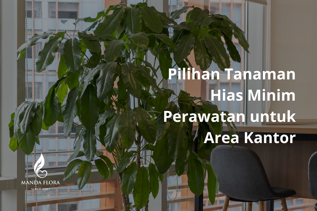 Pilihan Tanaman Hias Minim Perawatan untuk Area Kantor - Mandaflora