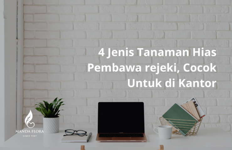 tanaman hias pembawa rejeki