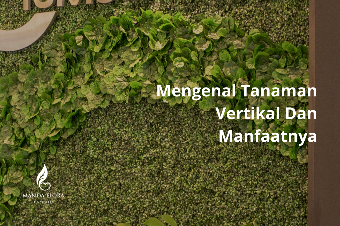 Mengenal Tanaman Vertikal Dan Manfaatnya Mandaflora 2398