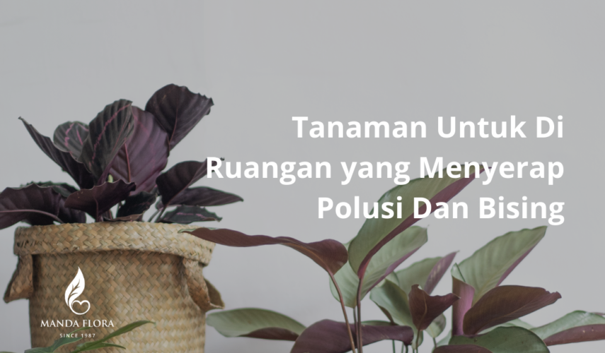 tanaman untuk di ruangan