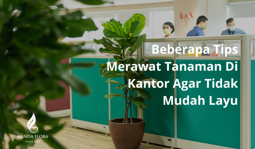 tanaman di kantor