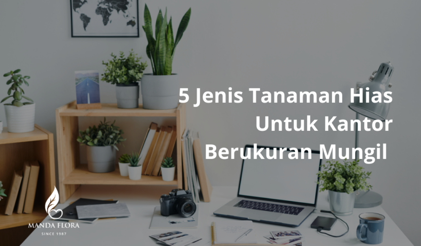 jenis tanaman hias untuk kantor berukuran mungil