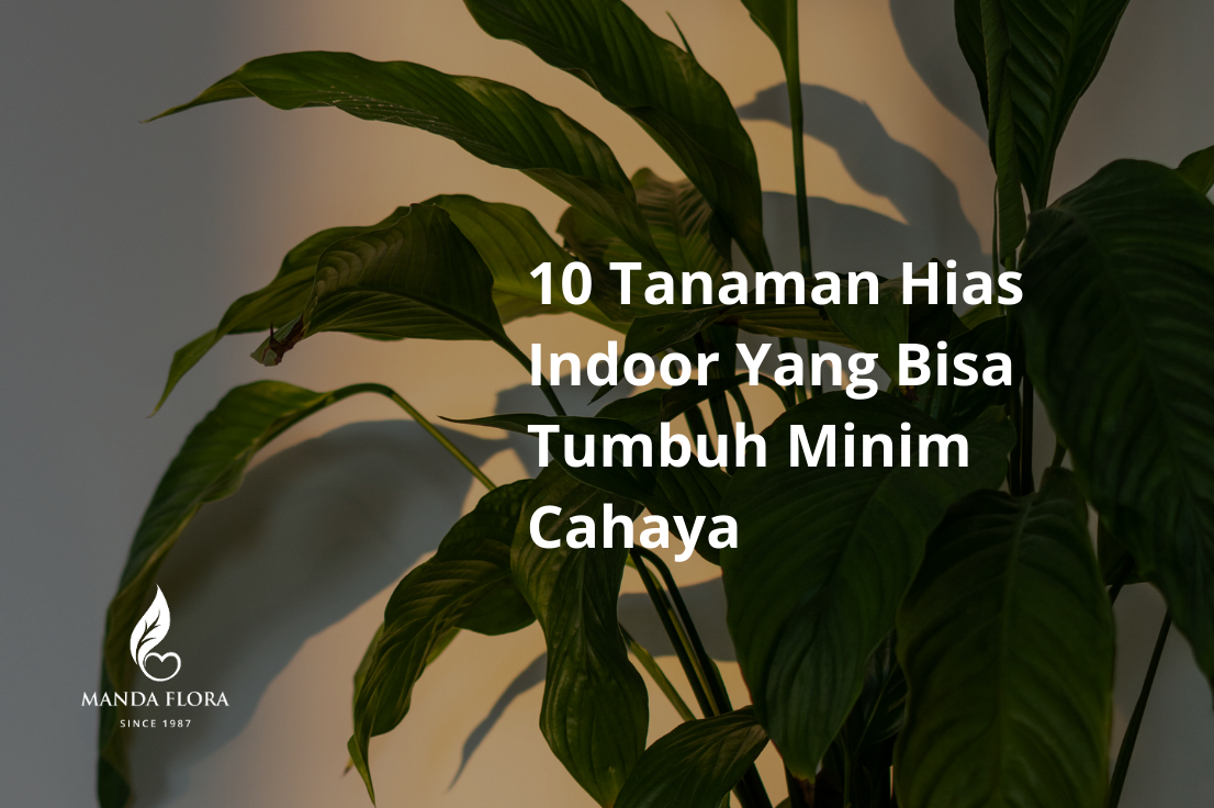 Tanaman Hias Indoor Yang Bisa Tumbuh Minim Cahaya