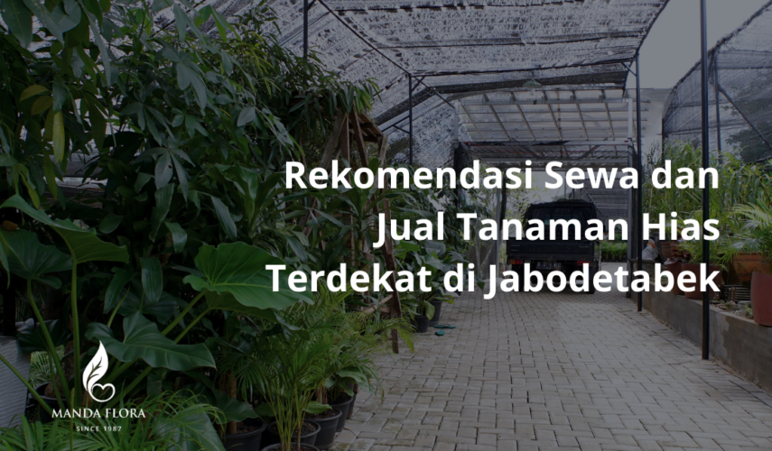 jual tanaman hias terdekat
