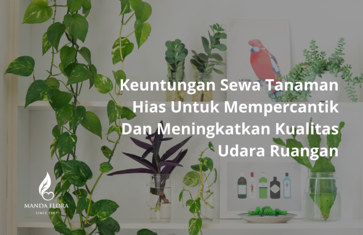 Keuntungan Sewa Tanaman Hias