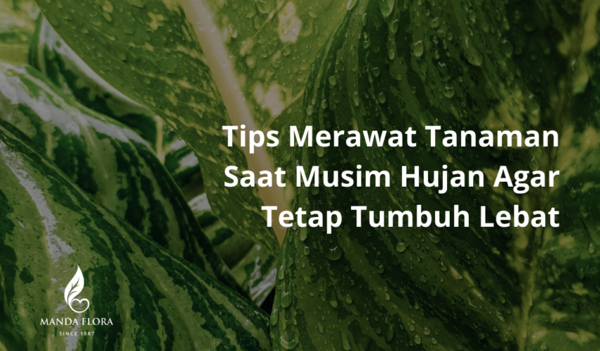 tips merawat tanaman
