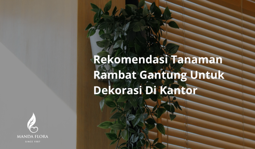 rekomendasi tanaman rambat gantung