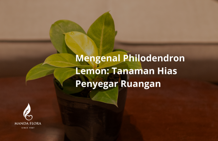 philodendron lemon
