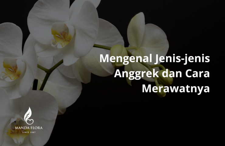 jenis anggrek dan cara merawatnya