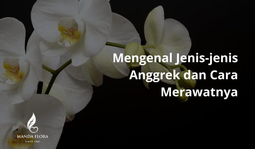 jenis anggrek dan cara merawatnya