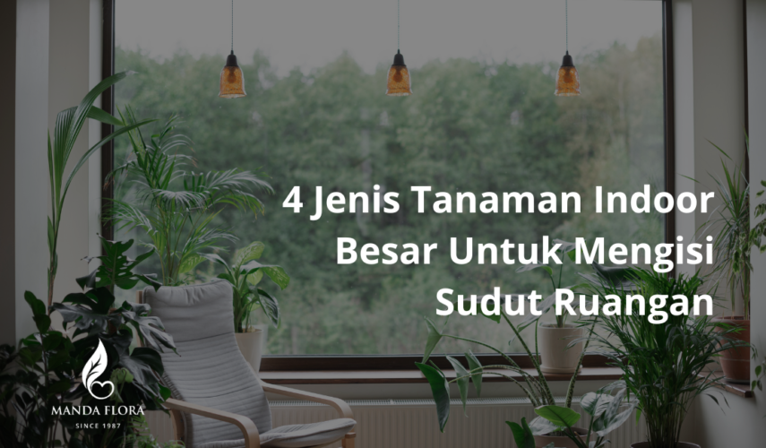 jenis tanaman indoor