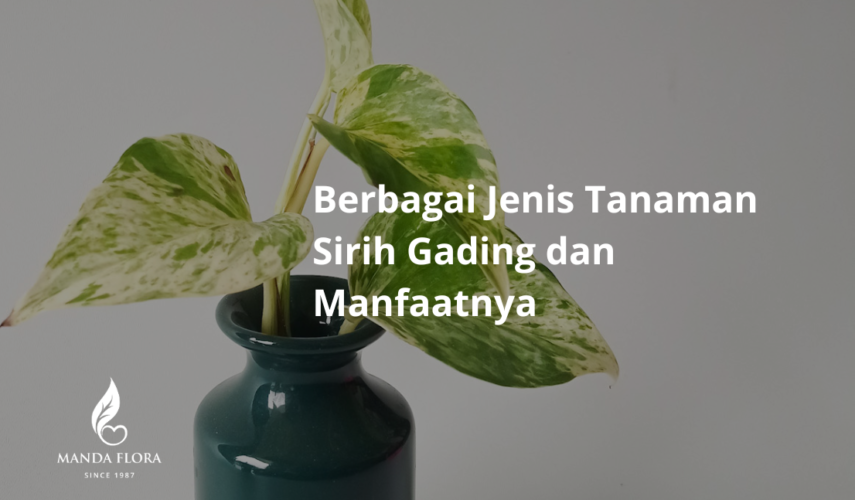 jenis tanaman sirih gading