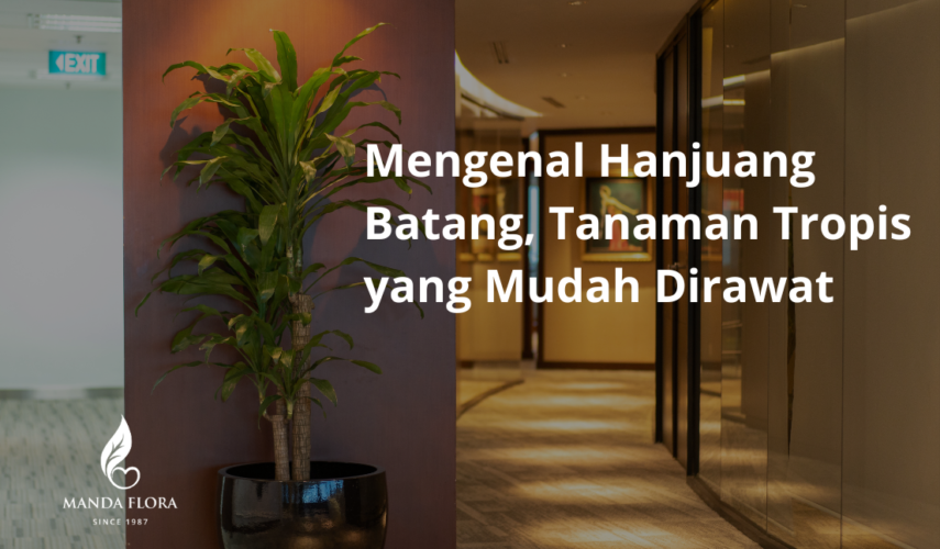 mengenal hanjuang batang