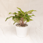 Aglaonema Butterfly | Chinese Evergreen